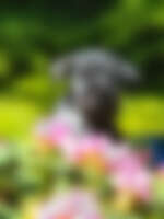 Corredo del cucciolo